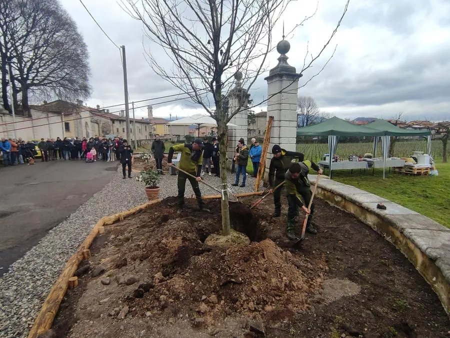 La piantumazione dei platani davanti a Villa Mazzola Panciera