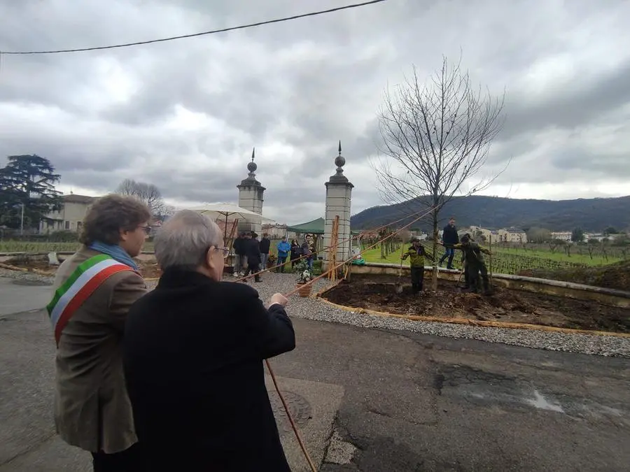 La piantumazione dei platani davanti a Villa Mazzola Panciera