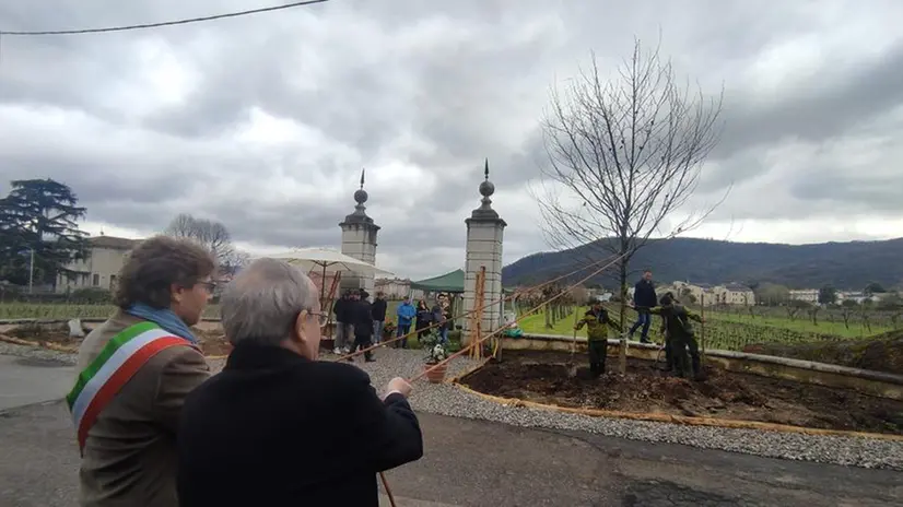 La piantumazione dei platani davanti a Villa Mazzola Panciera
