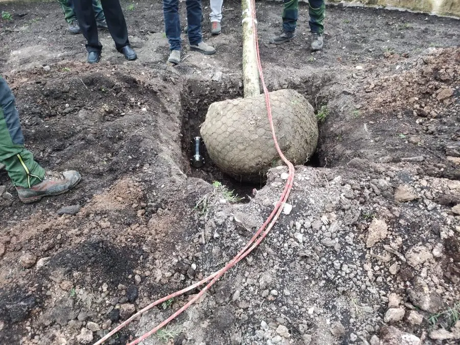 La piantumazione dei platani davanti a Villa Mazzola Panciera