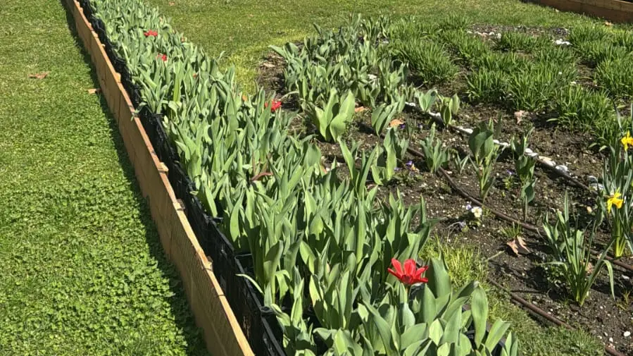I tulipani piantati