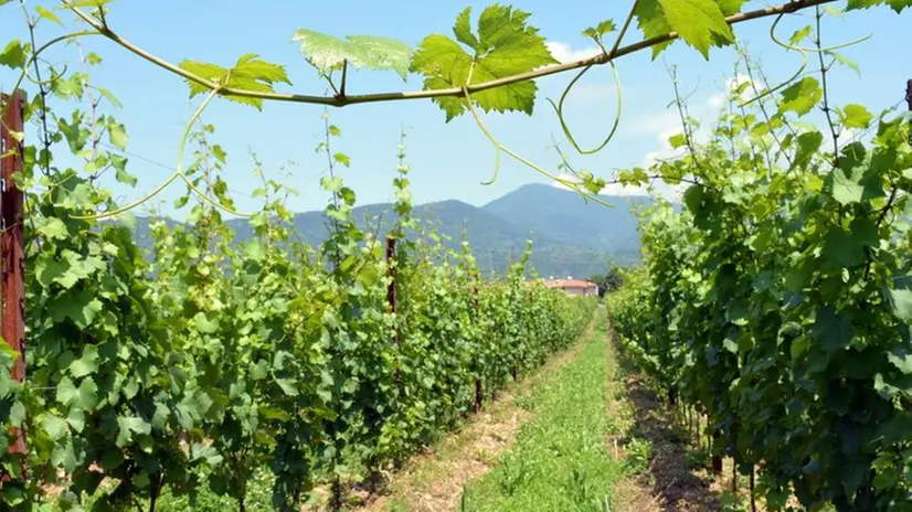 La Franciacorta si sta facendo sempre più conoscere grazie al suo oro naturale