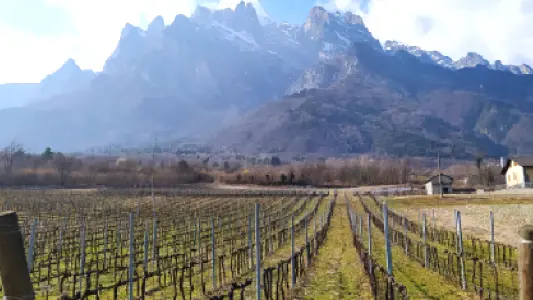 Vigneti all'ombra della Concarena - Foto Consorzio Vini Vallecamonica