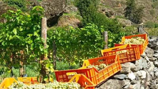 Vendemmia in Valcamonica - Foto Credit Consorzio Vini Vallecamonica