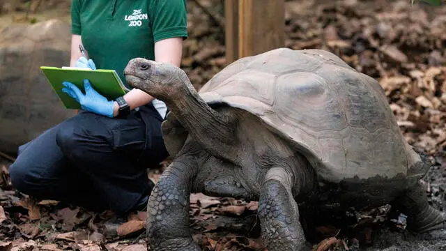epa11054926 A zoo keeper counts the Galapagos Giant Tortoises during a photocall for the annual count of animals at ZSL London Zoo in London, Britain, 03 January 2024. The annual audit takes the zoo keepers almost a week to complete, and the information is used to create a database shared with other zoos to help manage the worldwide conservation breeding programmes for endangered animals. EPA/TOLGA AKMEN