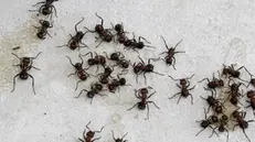 epa06379310 Ants feed off sugar left behind by campers at a retreat cottage in Magaliesburg, Johannesburg, South Africa, 09 December 2017. Large ant colonies are common in the bush veld that is common vegetation of this area of the country. EPA/KIM LUDBROOK