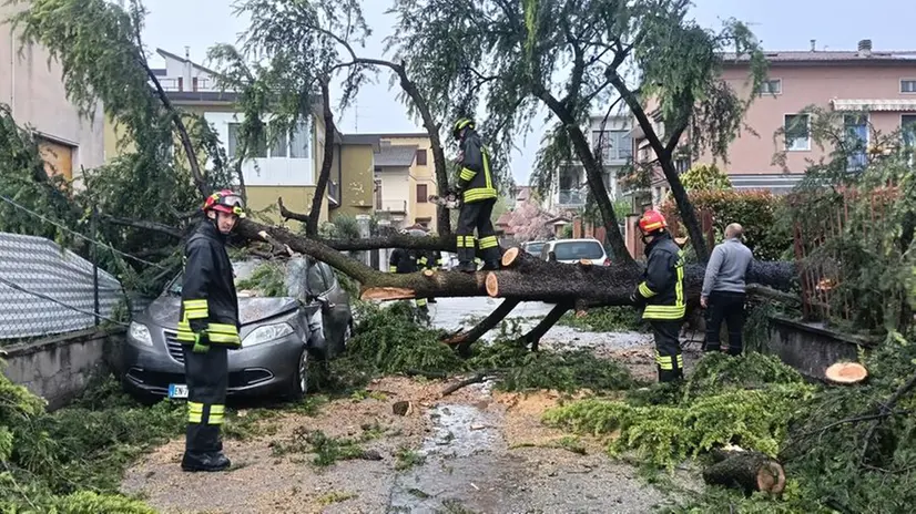Alberi abbattuti dal vento in città