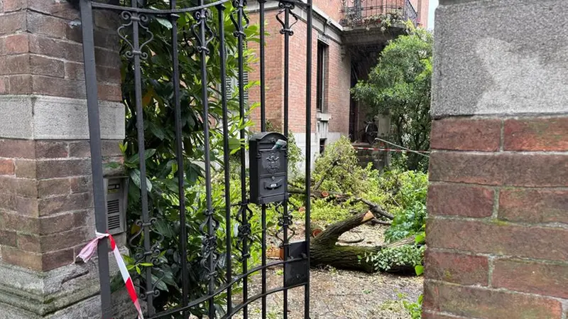Alberi abbattuti dal vento, l'intervento in viale Venezia