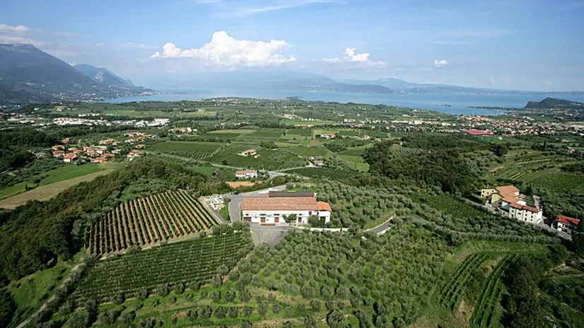 Cantina Franzosi sulla cima di Monte Aullo tra ulivi e vigneti