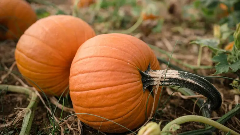 Zucche in un campo