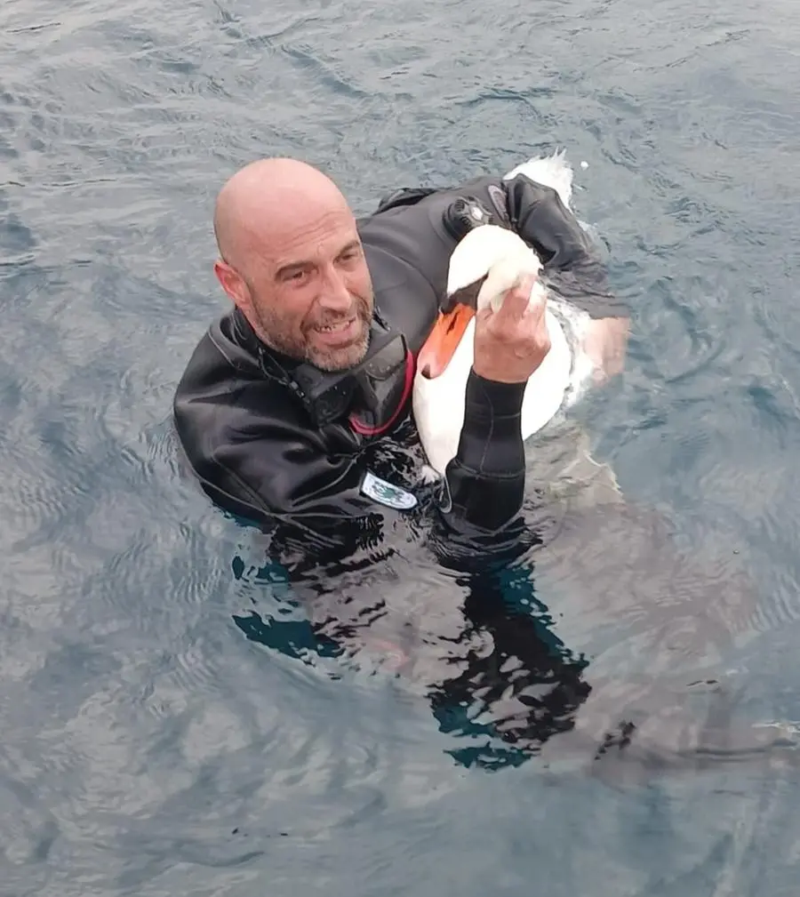 Cigno reale in cova salvato dalle esce da pesca