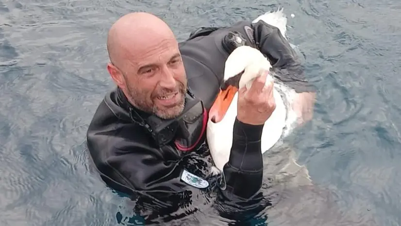 Cigno reale in cova salvato dalle esce da pesca
