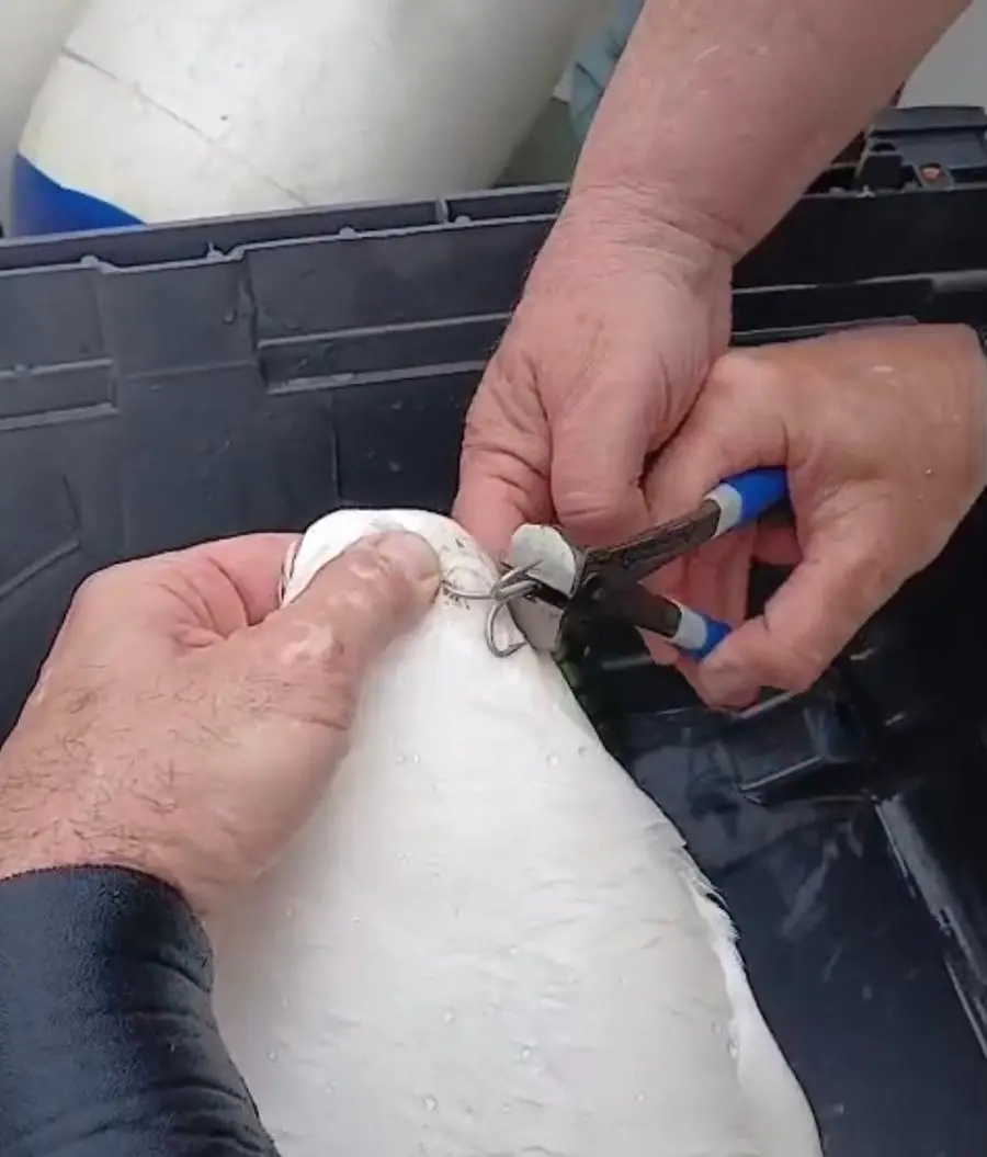 Cigno reale in cova salvato dalle esce da pesca