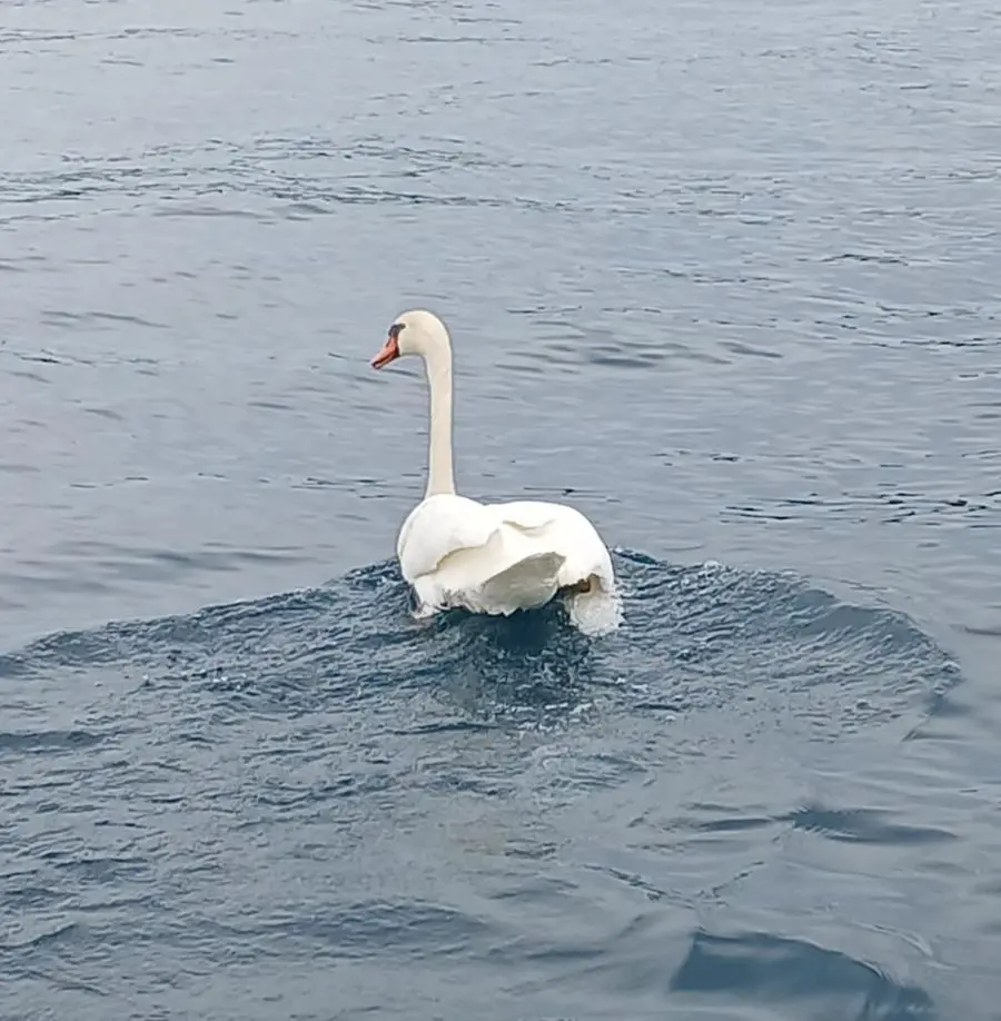 Cigno reale in cova salvato dalle esce da pesca