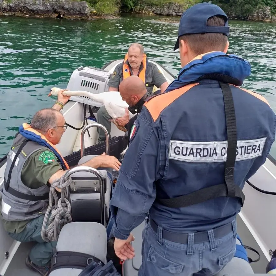 Cigno reale in cova salvato dalle esce da pesca
