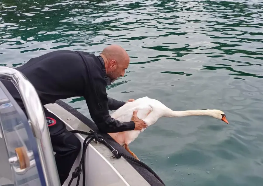 Cigno reale in cova salvato dalle esce da pesca