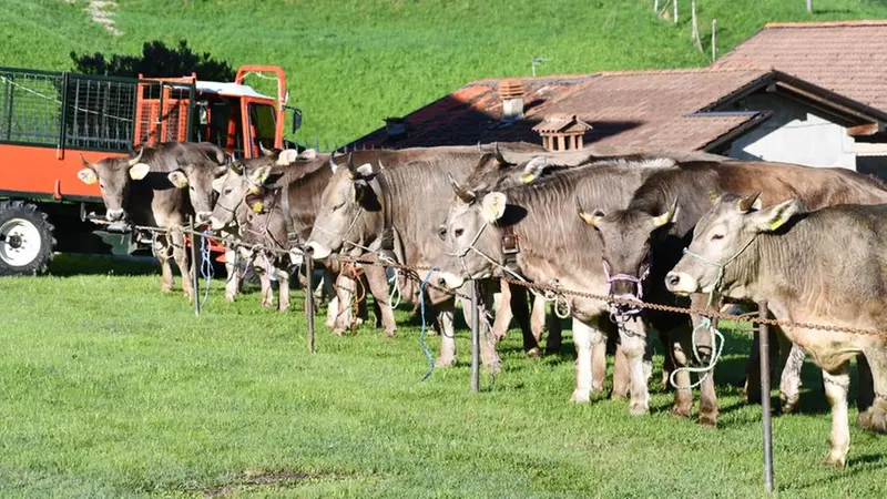 Le vacche brune in gara - © www.giornaledibrescia.it