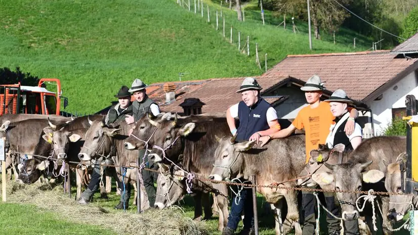 Le mucche sfilano nel ring - © www.giornaledibrescia.it