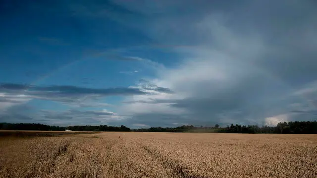 epa11531309 Rainbow appears in the sky over wheat field in Dunte, Latvia, 06 August 2024. A variable amount of clouds, both sun and rain are expected in the first half of this week, forecasters predic. EPA/VALDA KALNINA