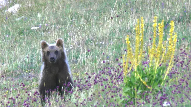 ORSO