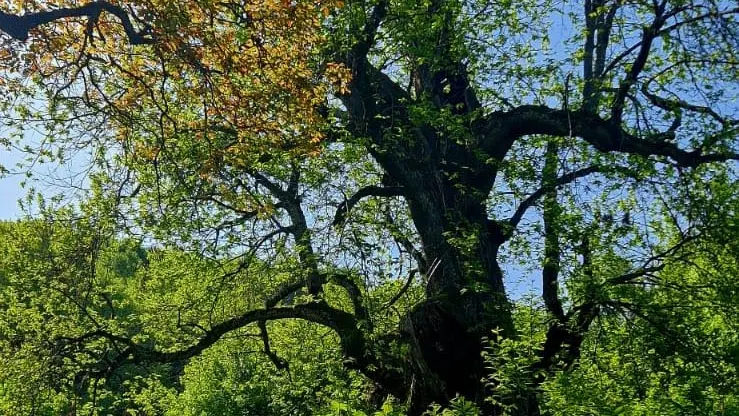 Il castagno tra i rovi