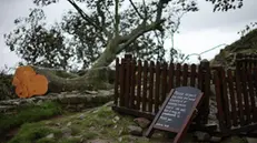 epa10902279 A protective fence and sign urging respect have been erected at the site of the recently felled tree at Sycamore Gap in Northumberland, Britain, 05 October 2023. The famous tree at Sycamore Gap was cut down on the night of 27 September 2023, leading to the arrests of a 16-year-old boy and a 60-year-old man on suspicion of causing criminal damage. The tree appeared in Kevin Costner's 1991 film Robin Hood: Prince Of Thieves and was part of the landscape for 200 years. EPA/ADAM VAUGHAN