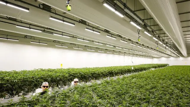 epa12003012 Employees inspect cannabis plants in the vegetative stage at the Hollandse Hoogtes cannabis grow center in Bemmel, The Netherlands, 01 April 2025. Weed growers are gearing up for the next phase of the cannabis experiment, in which coffeeshops in the participating municipalities will switch entirely to cannabis from regulated growers. EPA/SEM VAN DER WAL