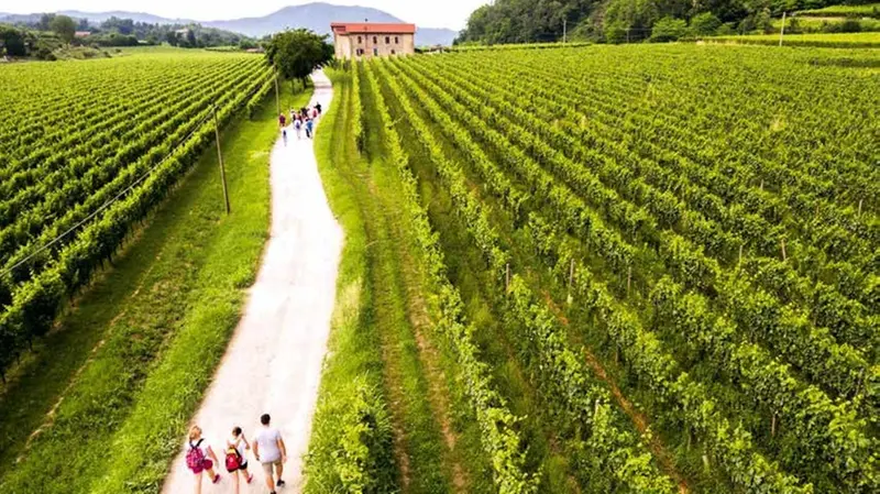 I vigneti della Franciacorta - © www.giornaledibrescia.it