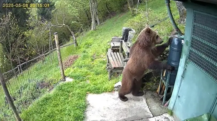 L'orso fuori dal capanno a Pezzaze