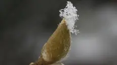 Della neve su una gemma