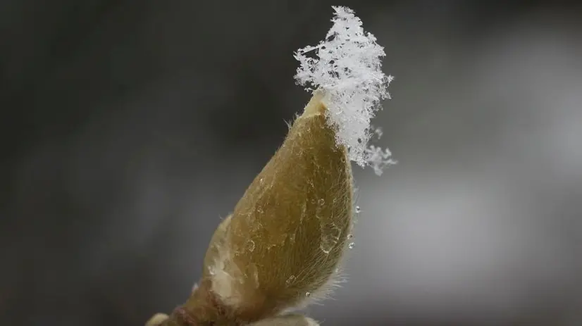 Della neve su una gemma