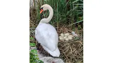 Il cigno e le sue uova a Sarnico - Foto di Ezio Comai