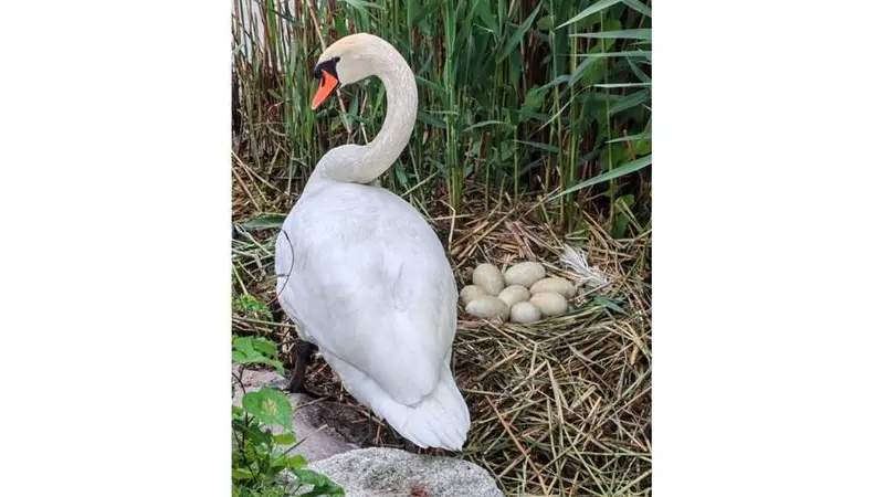 Il cigno e le sue uova a Sarnico - Foto di Ezio Comai