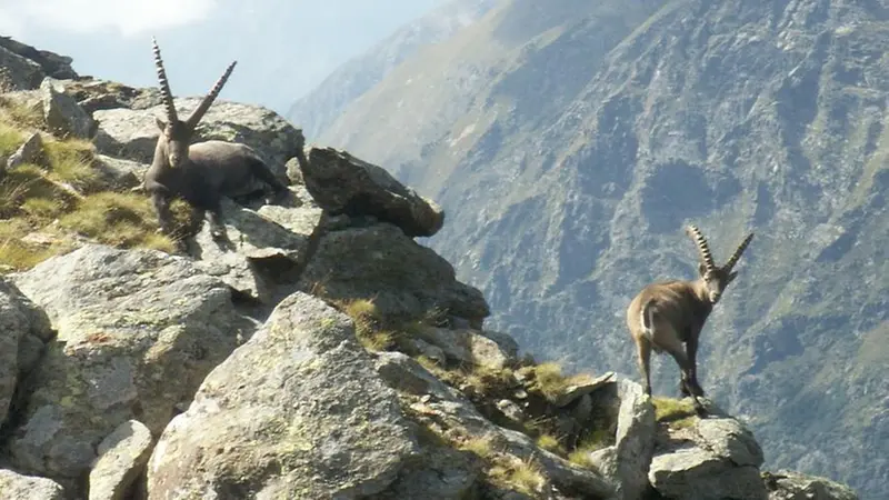 Fauna selvatica nel Parco dell'Adamello - © www.giornaledibrescia.it