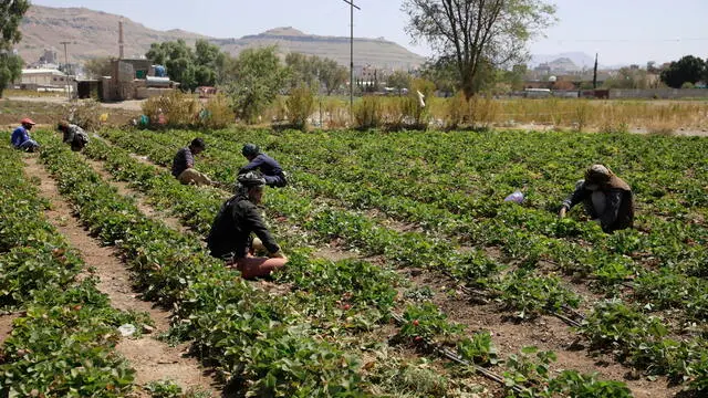 epa10922060 Farmers work at an agricultural field on World Food Day, in Sana'a, Yemen, 16 October 2023. World Food Day is celebrated every year on 16 October to commemorate the founding of the Food and Agriculture Organization of the United Nations (FAO) in 1945. World Food Day aims to raise public awareness of the plight of the world's hungry and malnourished and to encourage people worldwide to take action against hunger. This year 2023 will focus on the theme, 'Water is Life, Water is Food. Leave No One Behind'. EPA/YAHYA ARHAB
