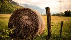 Da «mas» deriva «mazèng», il fieno tagliato a maggio - Foto Pexels © www.giornaledibrescia.it