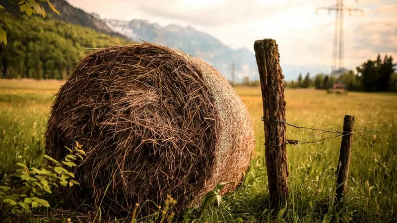 Da «mas» deriva «mazèng», il fieno tagliato a maggio - Foto Pexels © www.giornaledibrescia.it