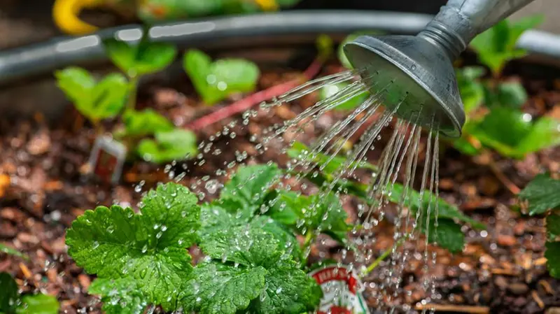 Un annaffiatoio irroga d'acqua un piccolo orto - Foto Pexels © www.giornaledibrescia.it