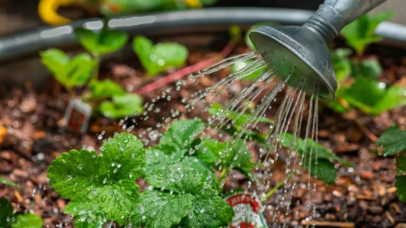 Un annaffiatoio irroga d'acqua un piccolo orto - Foto Pexels © www.giornaledibrescia.it