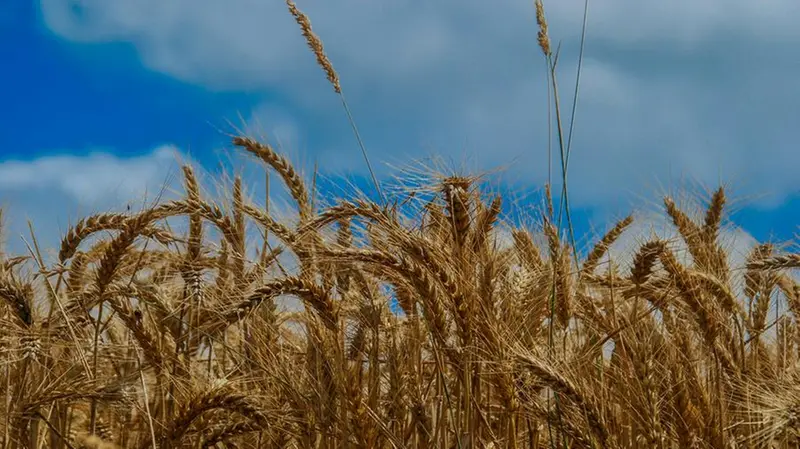 Il glutine è la più importante proteina di riserva del grano, della segale, dell’orzo e di tanti altri cereali