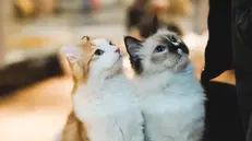 Due gatti