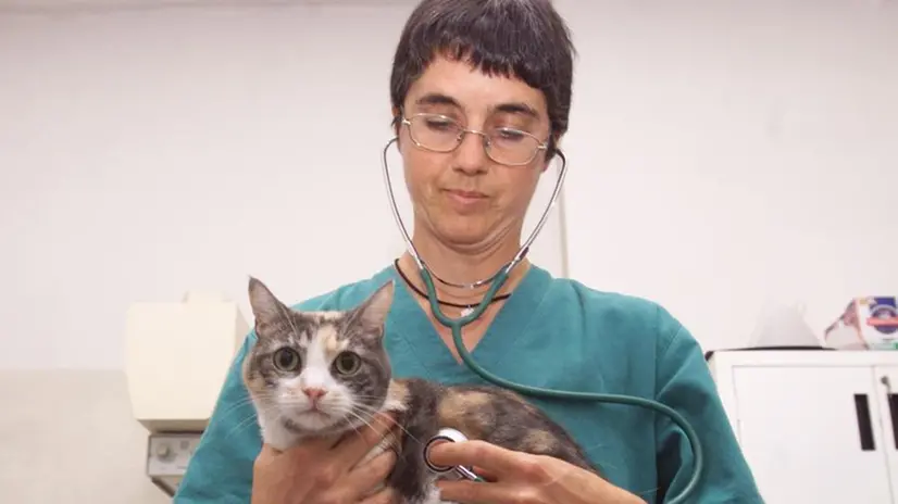 Nel Bresciano sono registrati oltre 300mila tra cani e gatti © www.giornaledibrescia.it
