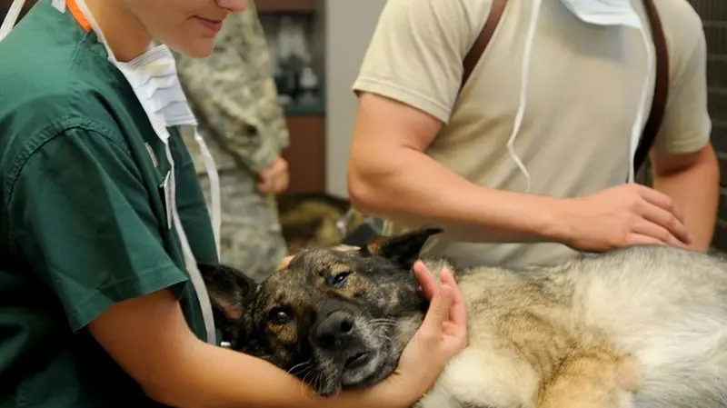 Nel Bresciano sono altre 200 le strutture per la cura degli animali