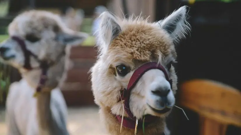 Passeggiata con gli alpaca: una curiosa proposta per il fine settimana - © www.giornaledibrescia.it