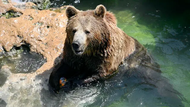 A brown bear refreshes with an ice fruits in the BioParco zoo pool in Rome, Italy, 19 July 2023. ANSA/RICCARDO ANTIMIANI