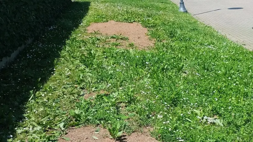 Le piante aggredite dai parassiti subite tolte a Paratico