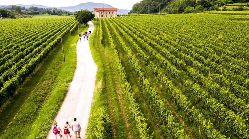 I vigneti della Franciacorta - © www.giornaledibrescia.it