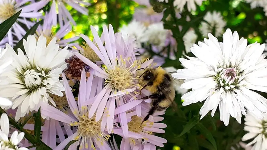 Verrà istituito un «Giardino delle api» a Sulzano