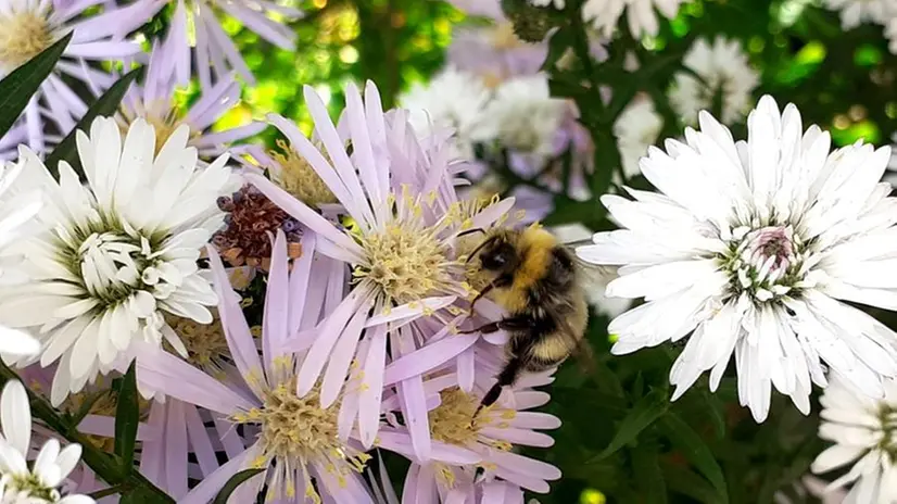Verrà istituito un «Giardino delle api» a Sulzano