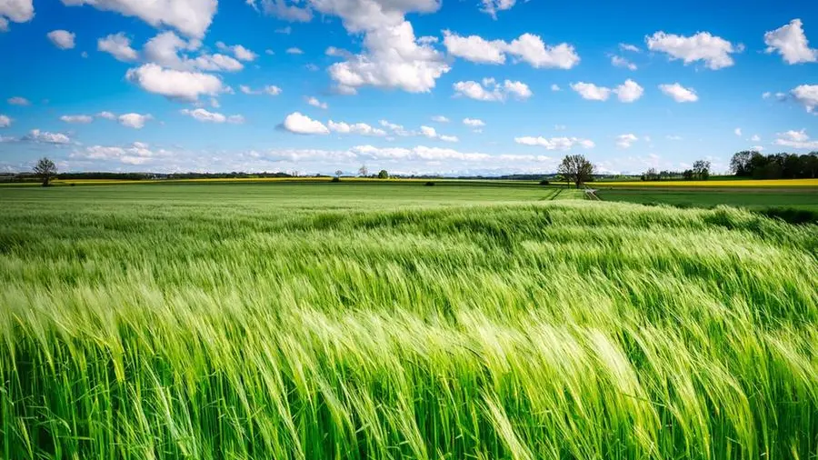 Un campo verde